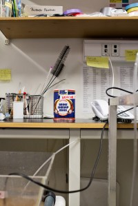 Live brine shrimp eggs. It's like candy