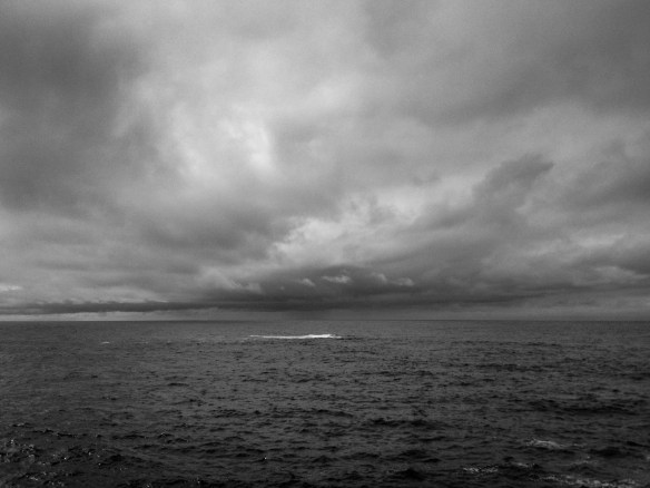 Northern camouflage sharks, breaching surface