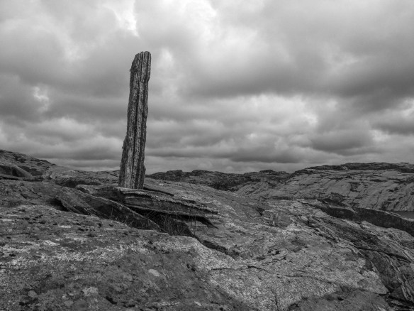 Terrestrial wolffish, rock feeder subspecies, mid-feeding