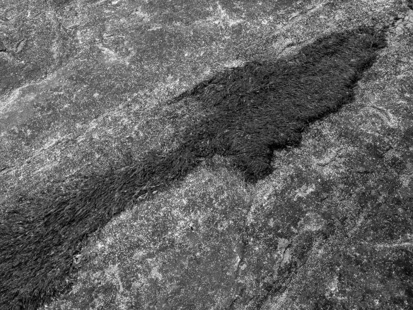 Pigmy archer ants, combat formation