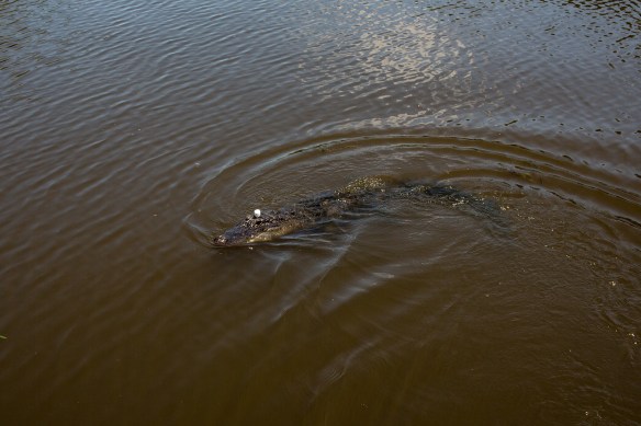 Is that a wild alligator in the middle of the swamp? Yes. Is he swimming around with a marshmallow on top of its head? Also yes