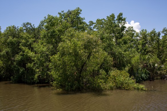 Swampscape 1. Not a marshmallow tree in sight