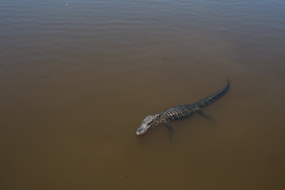 Alligator 2. Misquoting Nixon: I am not a croc