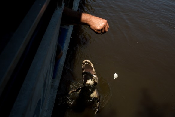 Alligator 3. Of course there are dangers associated with hand feeding alligators. If you forget to remove your wristwatch, they can easily snag a fang, in worst case breaking it off completely