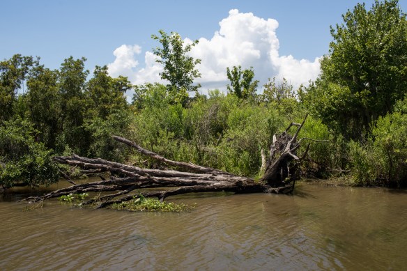Swampscape 3. Wait - is that a marshmallow tree over there on the right? Could it really be? Nope. My bad