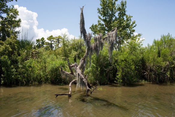 Swampscape 4. Marshmallow tree. Dead, sadly
