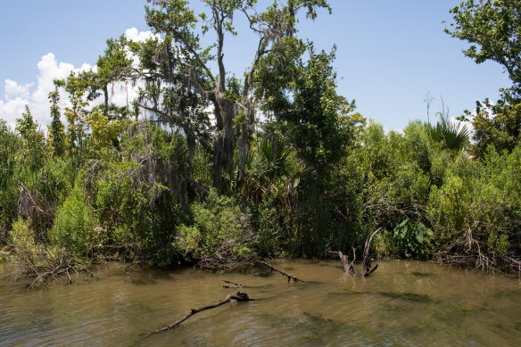 Swampscape 5. Not a single marshmallow tree. Really, this is an ecological disaster