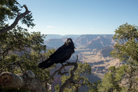 Desert #16. Food! Quoth the raven