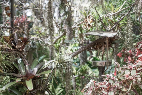 Zoo #1. No Hummingbirds