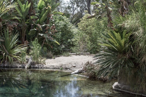 Zoo #2. No Painted Terrapins, Narrow-headed Softshell Turtles, Malaysian Giant Turtles or Johnston's Crocodiles