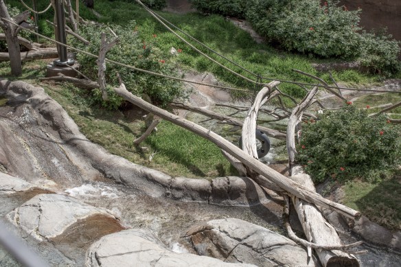 Zoo #5. No Allen's Swamp Monkeys or African Spot-necked Otters