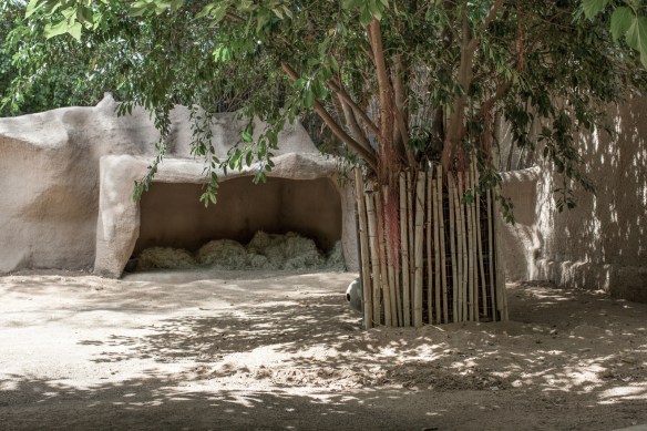 Zoo #6. No Visayan Warty Pigs