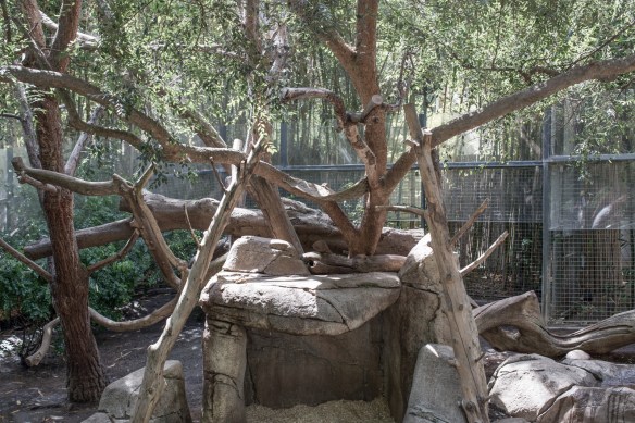 Zoo #7. No Giant Pandas 