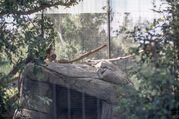 Zoo #11. No Clouded Leopards