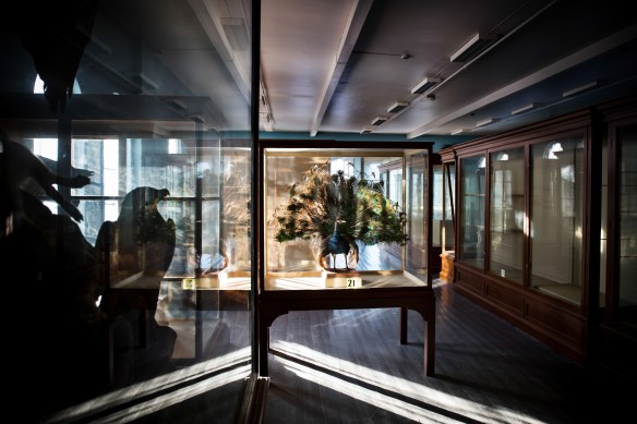 Exhibition: none #9. A peacock and an eagle are the only birds left in the bird room. Soon they too will be stored for an indefinite amount of time