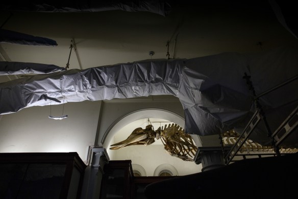 Exhibition: none #10. Whale skeletons, too big to move, are covered in paper and tarp